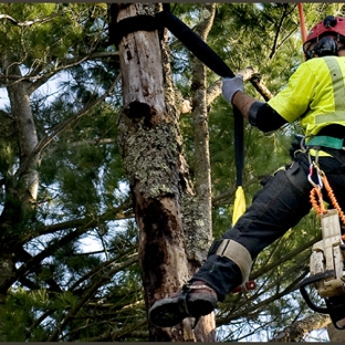 Arbor Tree Care - Louisville, KY