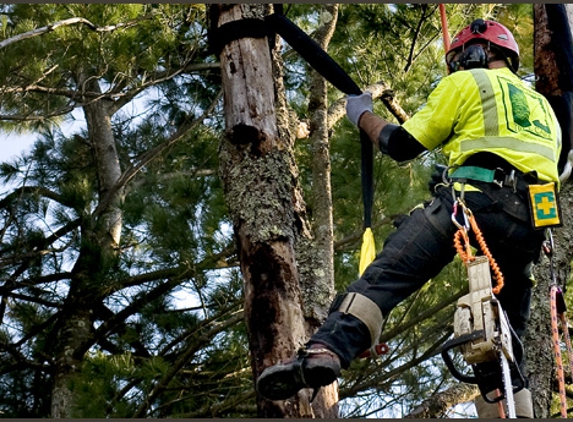 Chop Chop Tree - Andover, MA