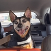 Niko's Furever Mugs gallery