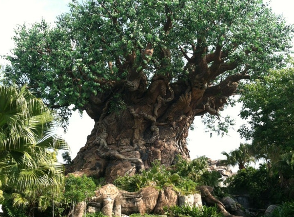 Disney's Animal Kingdom Theme Park - Lake Buena Vista, FL