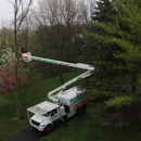 Accurate Tree Service LLC - Tree Service