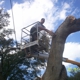 Rey Tree Service LLC