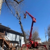 AAA Tree & Landscaping gallery