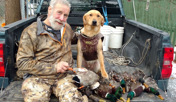 Murrayville Kennels, (American) Labrador Retrievers