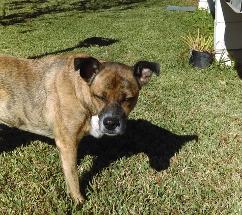 Villalobos Rescue Center - New Orleans, LA. booboo