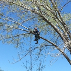 VANDAM'S Tree Service