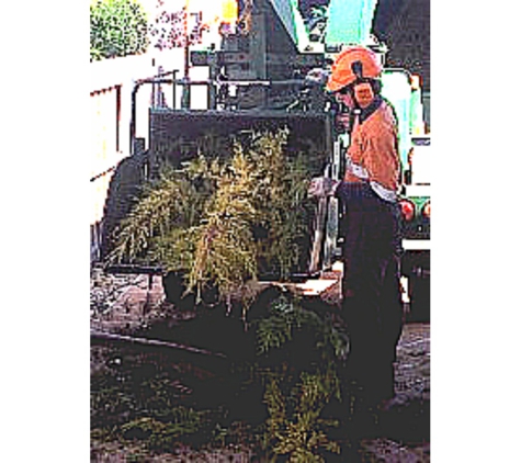 Adams Tree Services - St Leonards, TAS