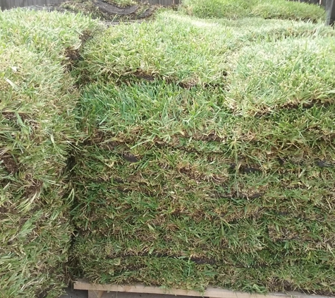 Daniel Landscaping - Irving, TX. saint austine sod installation