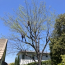 LB Holistic Tree - Tree Service