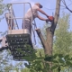 Greg's Tree Service