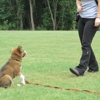 Peaceful Pups Dog Training gallery