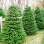 Prepaid Christmas Trees