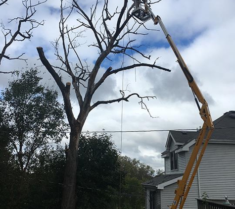 Miller Tree Service - Spring Grove, IL