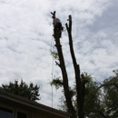 Schumacher Tree Svc - Tree Service