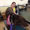 Wizard of Paws Physical Rehabilitation for Animals gallery