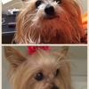 NYC Canine Styling gallery