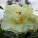 Brooks Gardens - Peonies - Garden Centers