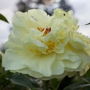 Brooks Gardens - Peonies