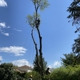 All Seasons Tree Care Inc