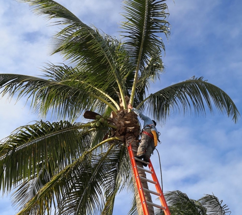 Fort Lauderdale Tree Service - Fort Lauderdale, FL. Fort Lauderdale Arborist trimming a tree and removing fronds