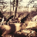 Mission Impawsible Dog Training