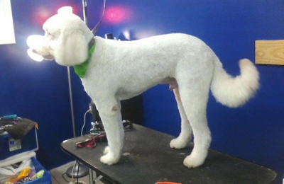 Blue Angel Pet Salon 2 2639 W Michigan Ave Pensacola Fl 32526 Yp Com