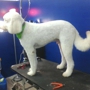 Blue Angel Pet Salon 2