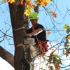 Premier Tree Service Inc. gallery