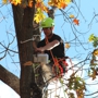 Premier Tree Service Inc.