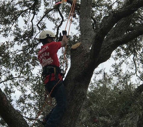 KDT Tree Service - Fern Park, FL