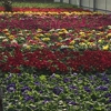 Quality Greenhouses gallery