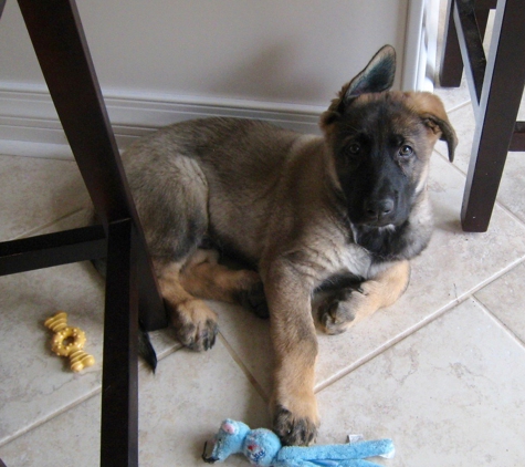 VomWeiland German Shepherd puppies North Carolina - Bath, NC. Bruno Tata