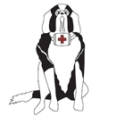 North Andover Haverhill Animal Hospital - Veterinarians