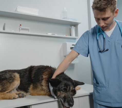 The Animal Hospital - Kalgoorlie, WA