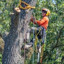 Earnest Tree Service & Landscaping - Tree Service