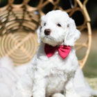 Snooze and Sniff Australian Labradoodles Breeder