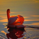 Cinnabar Swan Healing Arts - Counseling Services