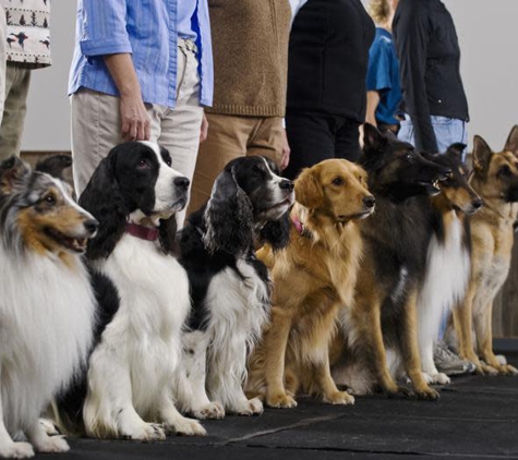 Golden Paws - Fairfield, NJ