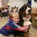 Boston to Dog Training Elite Bristol - Plymouth - Pet Training