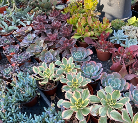 Sunset Blvd Nursery - Los Angeles, CA