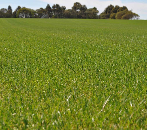 Blue Lake Turf Supplies - Yahl, SA. Grass