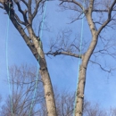 Keystone Tree Techs - Tree Service