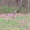 Nathan Bedford Forrest State Park gallery