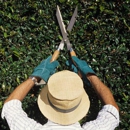 Prestige Tree And Landscape - Tree Service