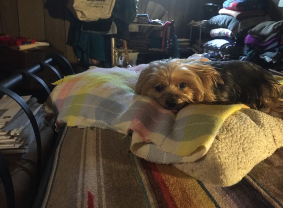 Pete & Mac's Pet Resort - Lees Summit, MO. Chillin' on a rainy day, but looking a bit shaggy!