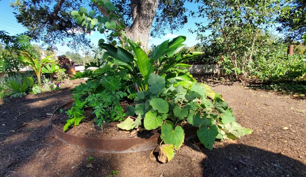 Tillery Street Plant Co. - Austin, TX