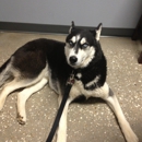 Village Pet Hospital - Pet Boarding & Kennels