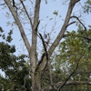 Lions Tree & Landscaping gallery