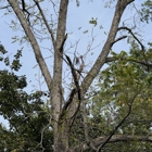 Lions Tree & Landscaping