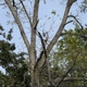 Lions Tree & Landscaping